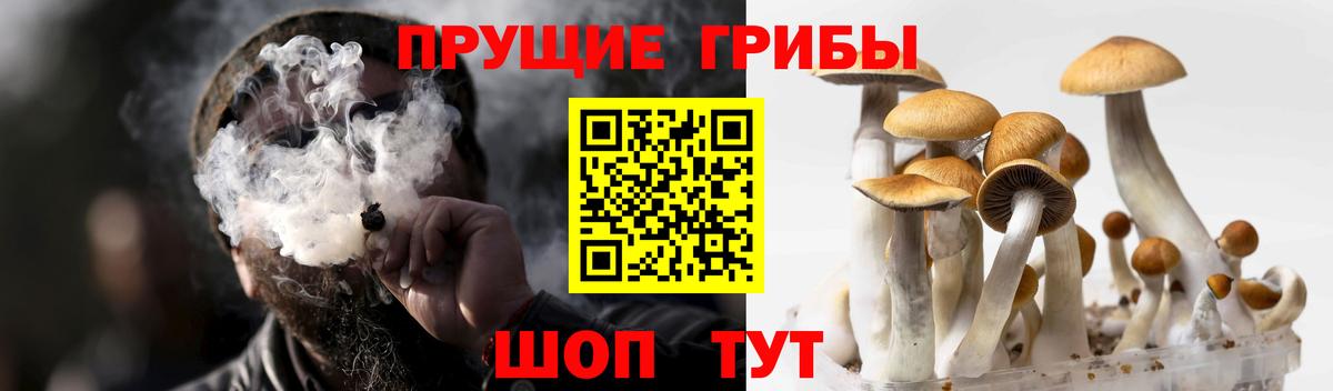 Псилоцибиновые грибы Psilocybe Омск